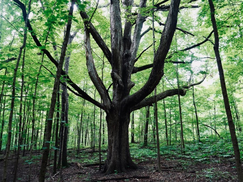 Beneath the Trees