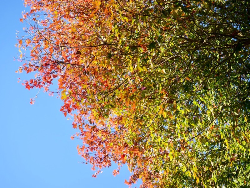 Hello, Fall
